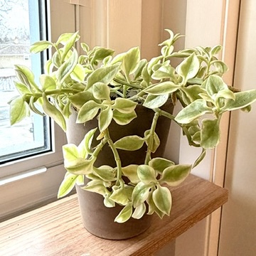 Variegated Baby Sun Rose&nbsp;(Aptenia cordifolia variegata)
